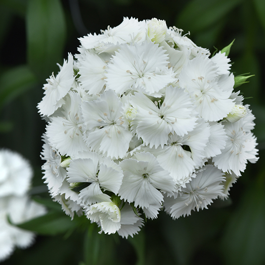 Dianthus barbatus - Duizendschoon - Sweet White