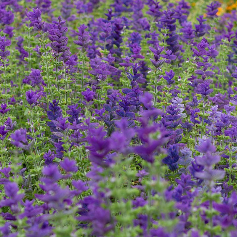 Salvia horminum - Salie - Blue Monday