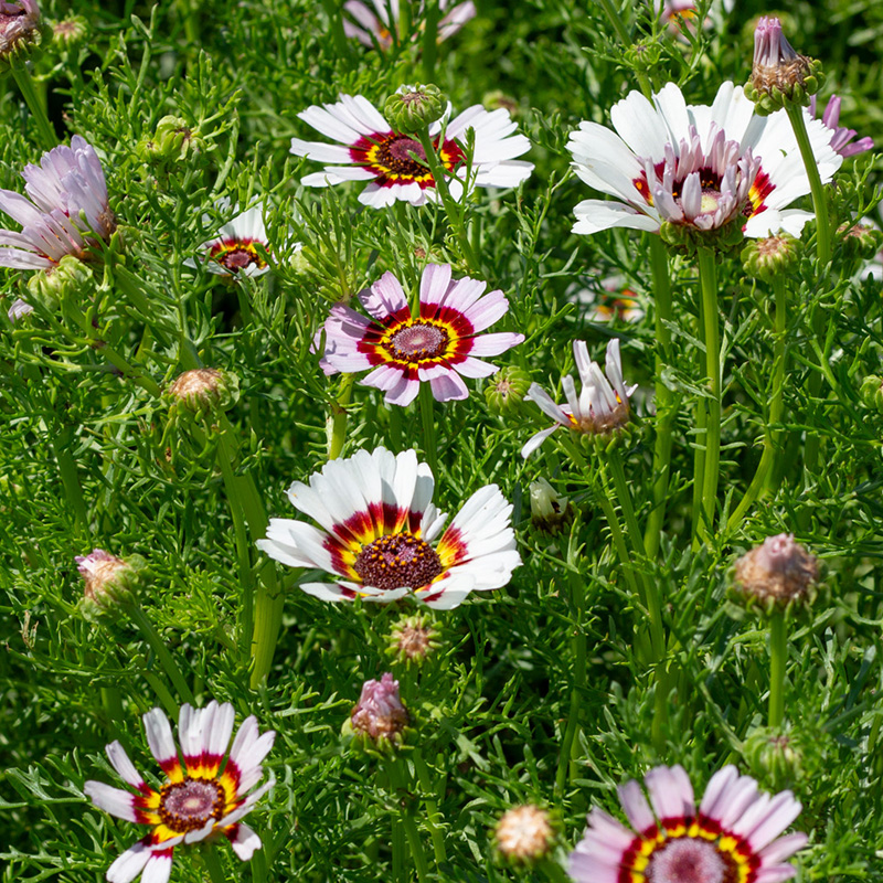 Chrysanthemum carinatum - Ganzenbloem - Cockade