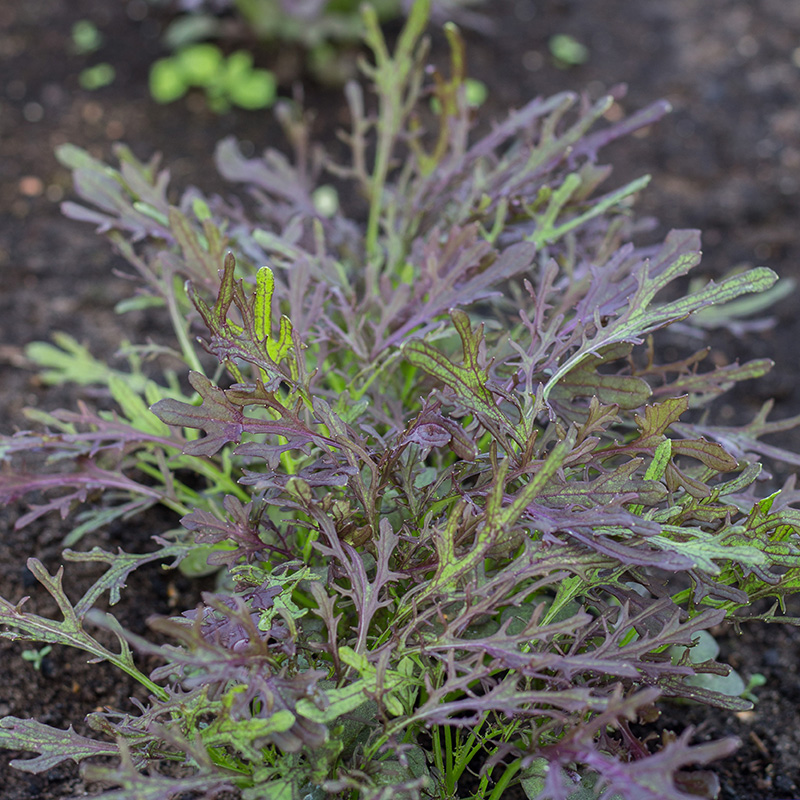 Brassica juncea - Bladmosterd - Purple Frills