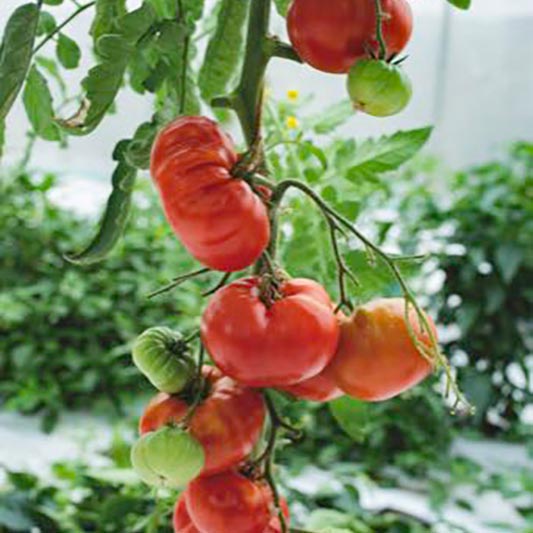 Solanum lycopersicum - Vleestomaat - Marmande
