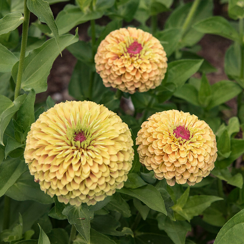 Zinnia elegans - Queen Lime with Blush