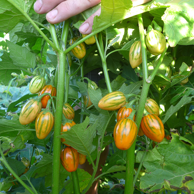 Solanum aethiopicum - Sieraubergine - Striped Toga