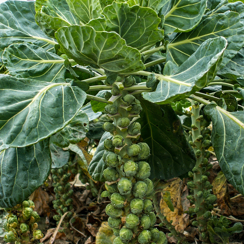 Brassica oleracea - Spruitkool - Groninger