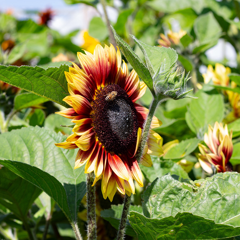 Helianthus annuus - Zonnebloem - Desert Sun F1