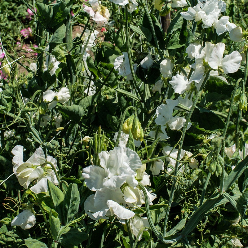 Lathyrus odoratus - Siererwt - White Supreme