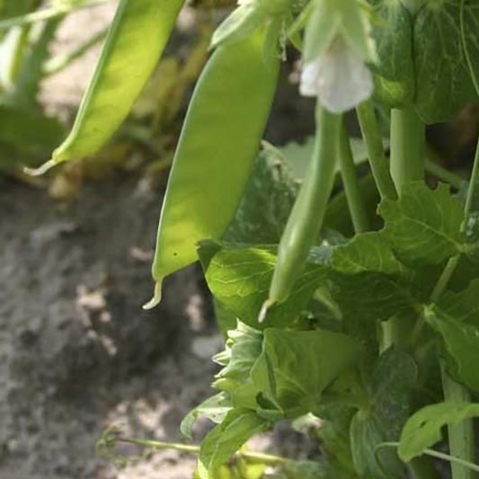Phaseolus vulgaris - Stampeul - Norli