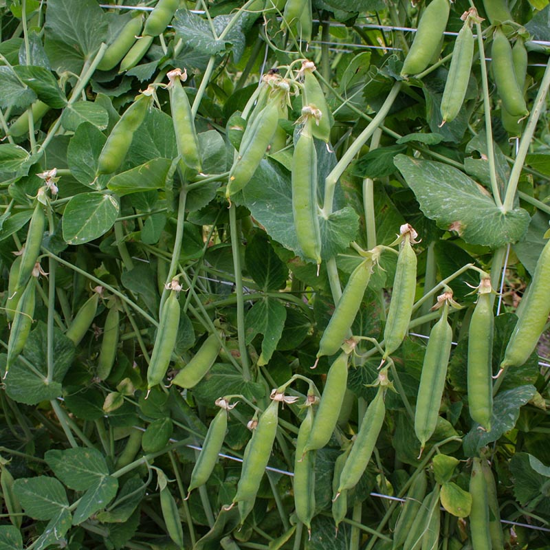 Pisum sativum - Rijsdoperwt - Eerste vroege Mei