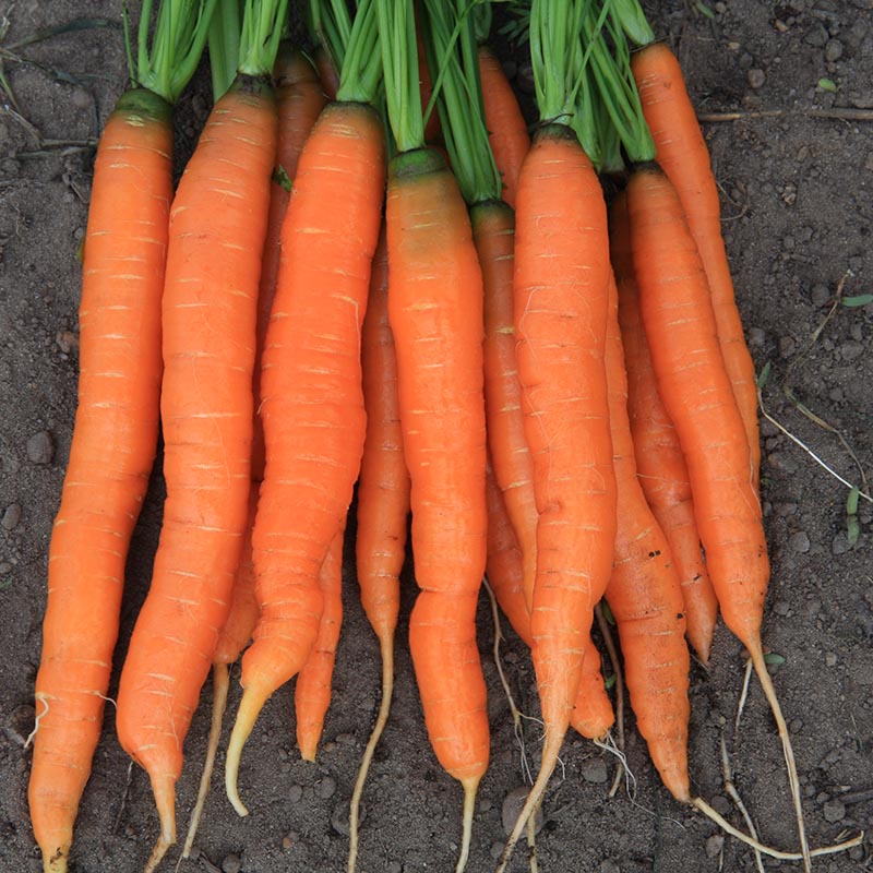 Daucus carota - Zomerwortel - Amsterdamse Bak 2 - ABK