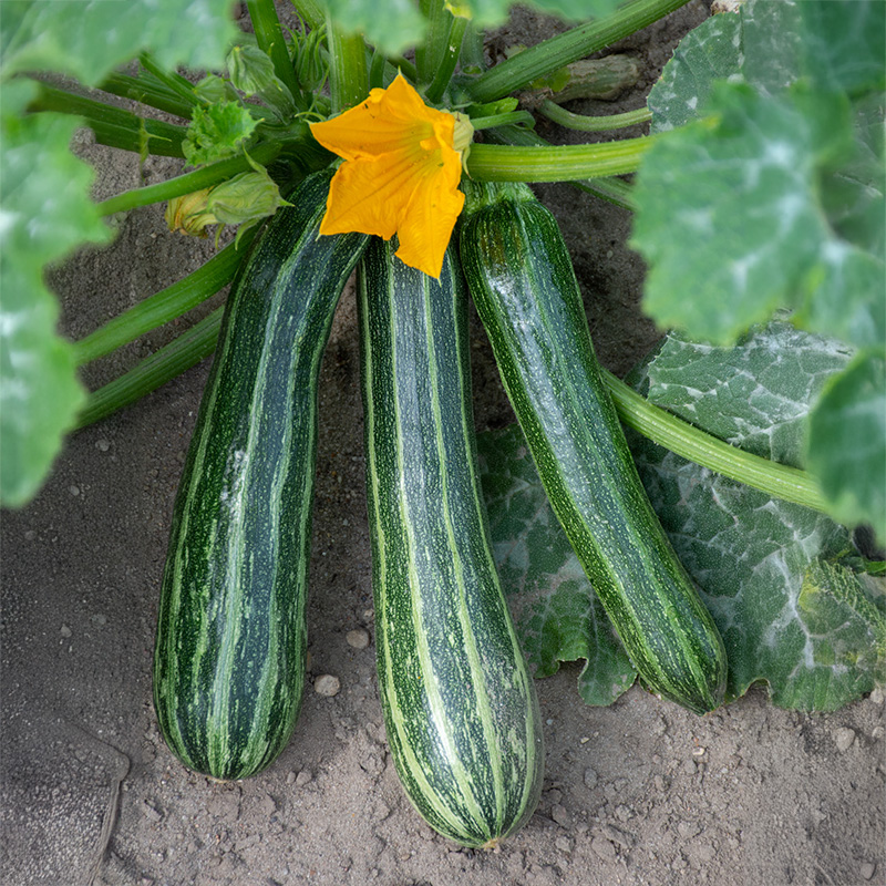 Courgette - Striato di'Italia - Cucurbita pepo 