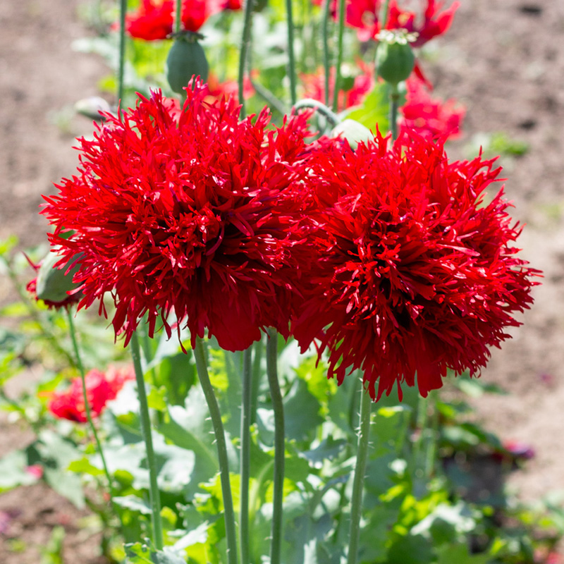 Papaver laciniatum - Papaver - Crimson Feathers