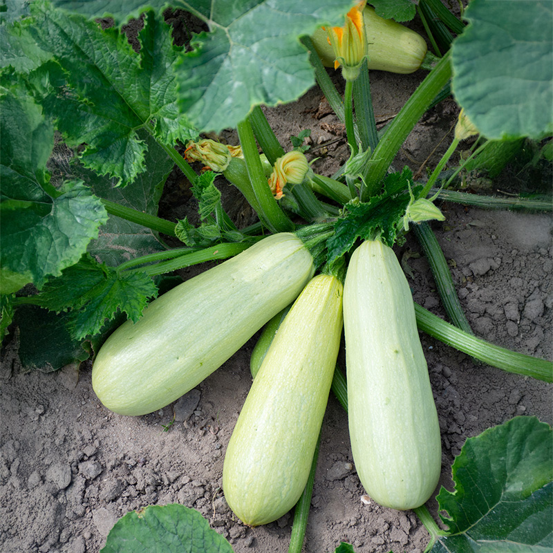 Courgette - Lungo bianco - Cucurbita pepo 