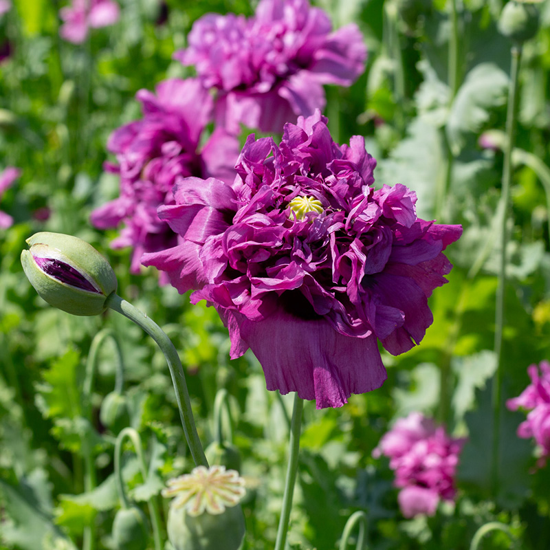 Papaver somniferum - Papaver -  Purple Peony