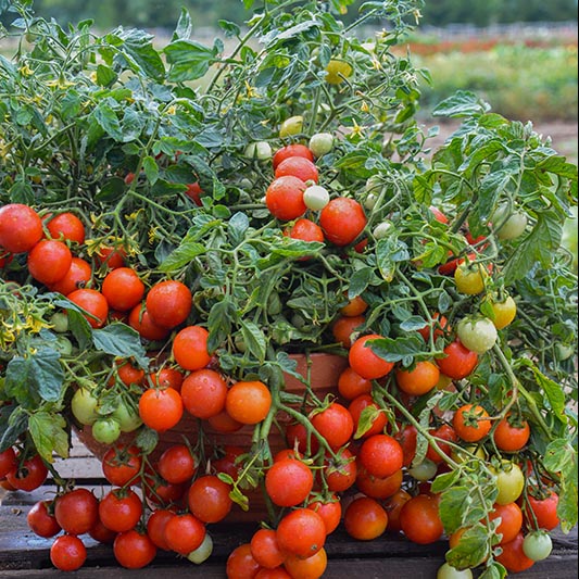 Solanum lycopersicum - Tomaat - Maskota