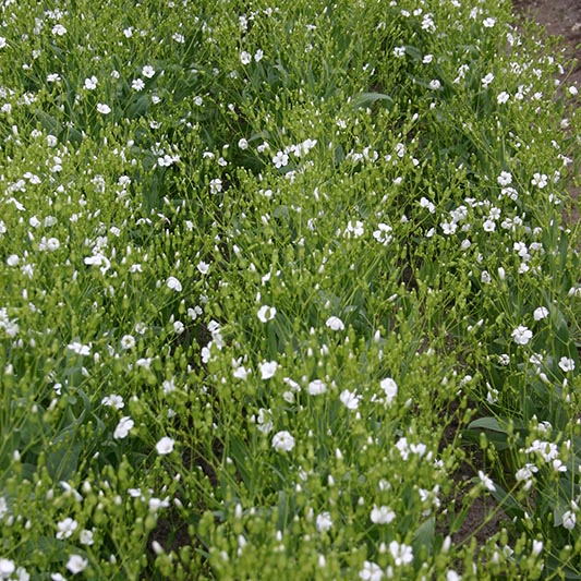 Saponaria vaccaria - Zeepkruid - White Beauty