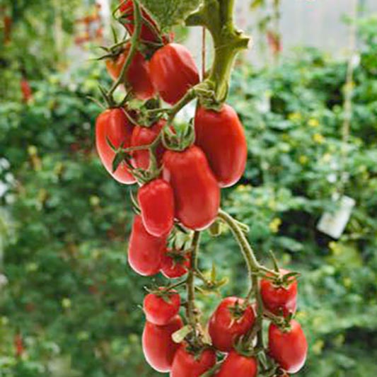 Solanum lycopersicum - Roma Tomaat