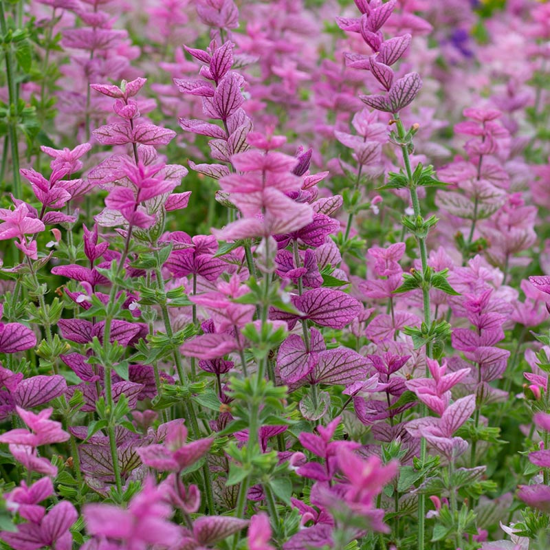 Salvia horminum - Salie - Pink Sundae