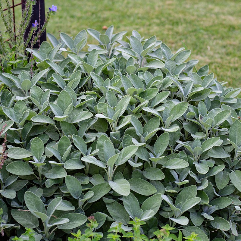 Salvia officinalis - Salie