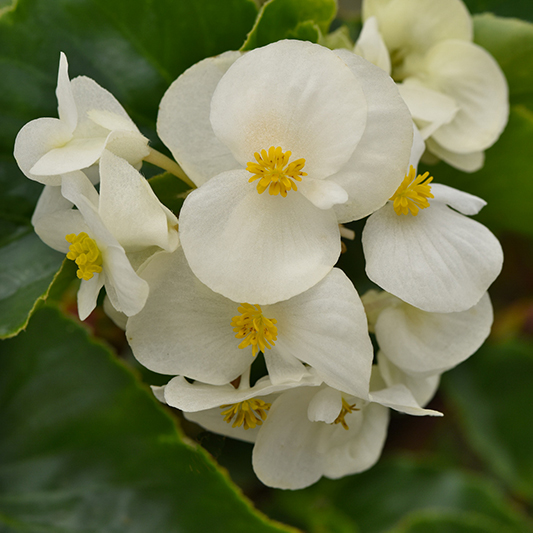 Begonia interspecific - Megawatt White
