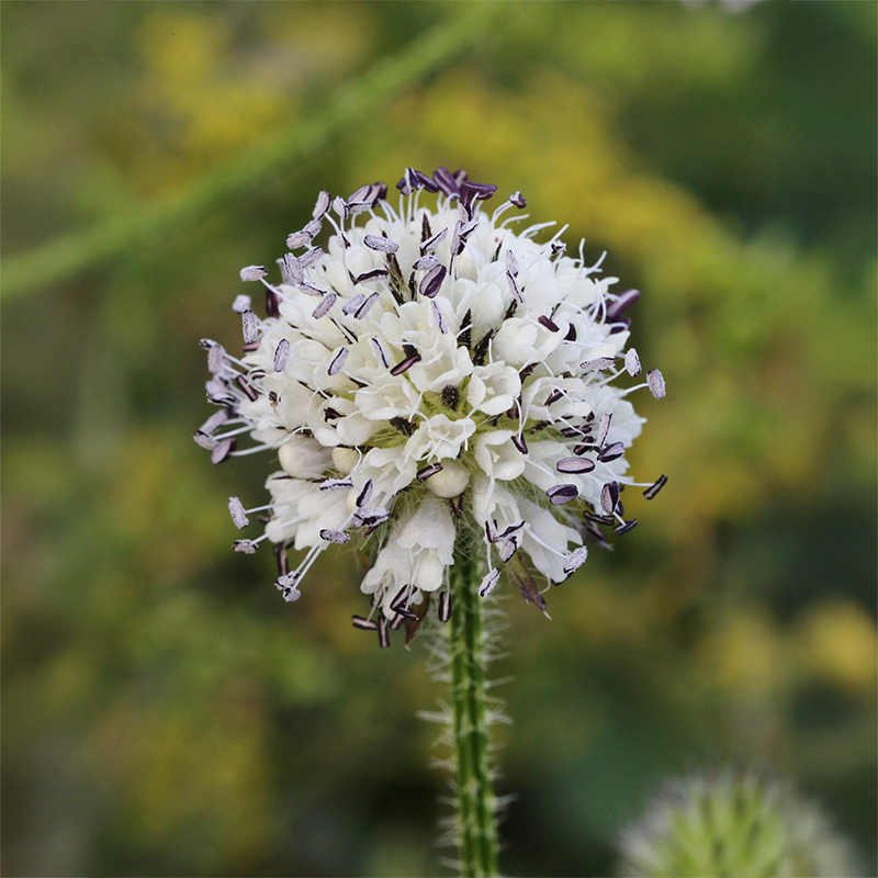 Kleine kaardenbol Dipsacus pilosus 