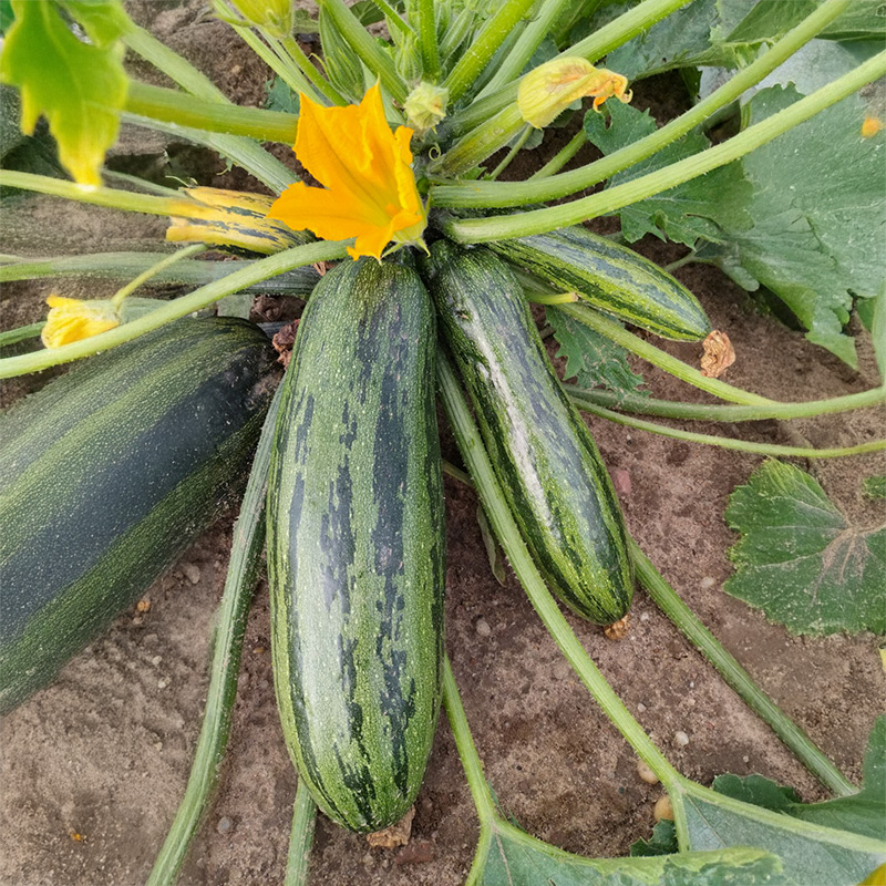 Courgette - Okapi F1 - Cucurbita pepo 