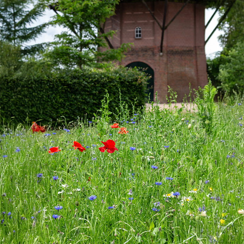 Bloemenmengsel - Venemansmolen