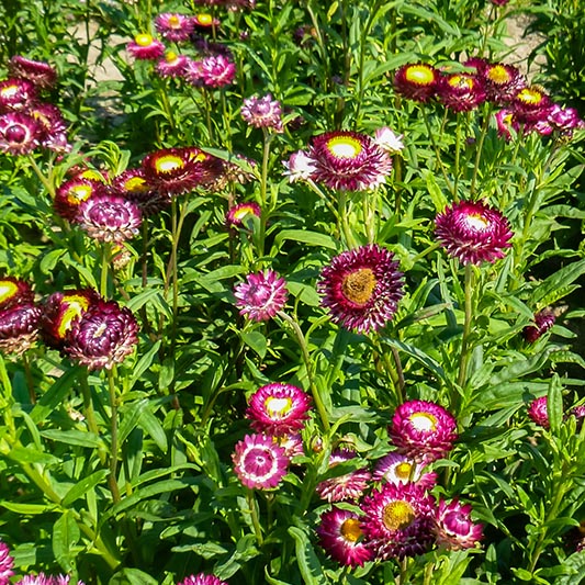 Helichrysum bracteatum - Strobloem - Crimson Violet