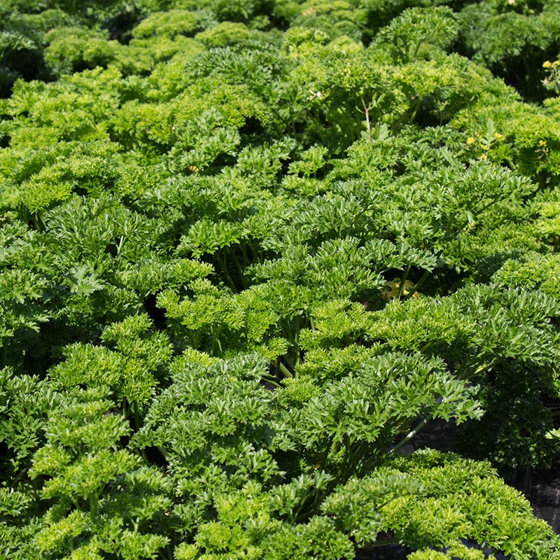 Petroselinum crispum - Peterselie - Gekrulde Donkergroene