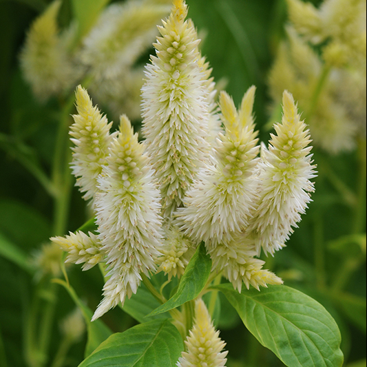 Celosia spicata - Hanekam - Celway White