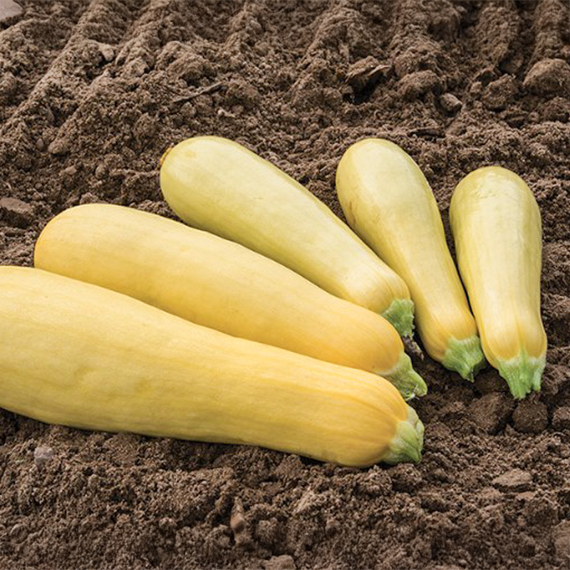 Courgette - Blonde Beauty F1 