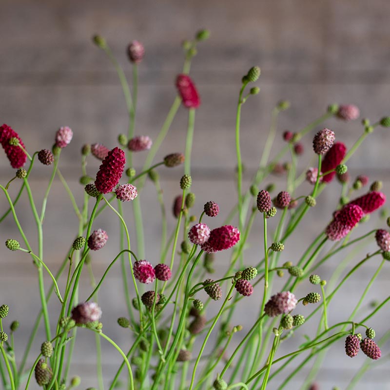 Sanguisorba officinalis - Grote pimpernel - Red Thunder