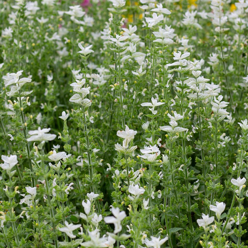 Salvia horminum - Salie - White Mist