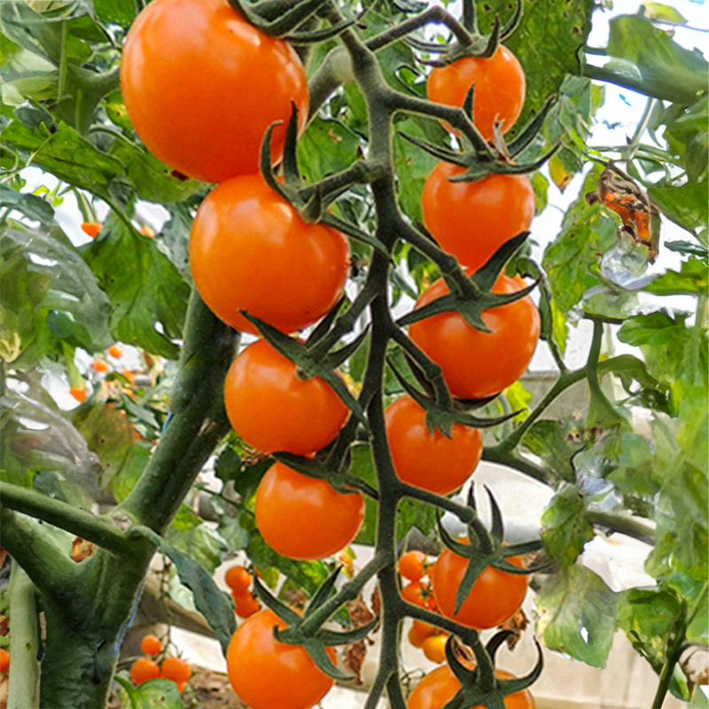 Solanum lycopersicum - Kerstomaat - Lillit