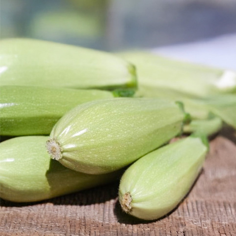 Courgette - Zeppelin - Cucurbita pepo 