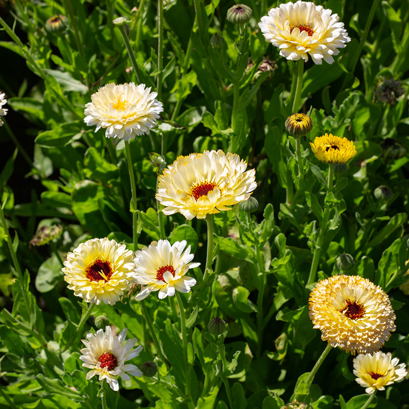 Goudsbloem - Ivory Princess Calendula officinalis 