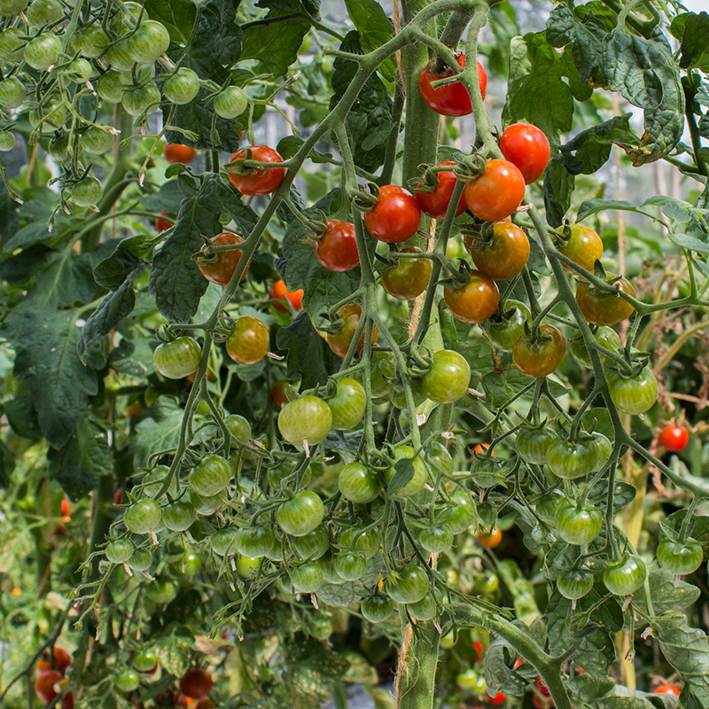 Solanum lycopersicum - Kerstomaat - Sweetie