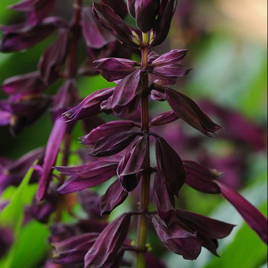 Salvia splendens - Salie - Sizzler Purple