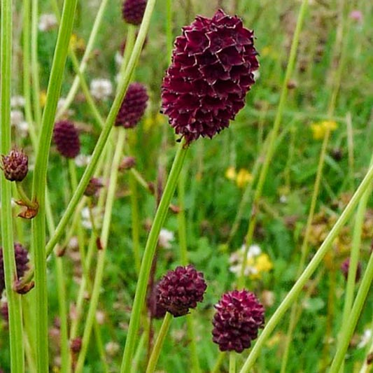 Sanguisorba officinalis - Grote pimpernel - Red Thunder