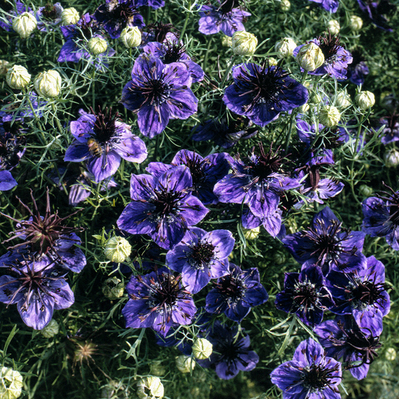 Juffertje in het groen - Midnight - Nigella papillosa 