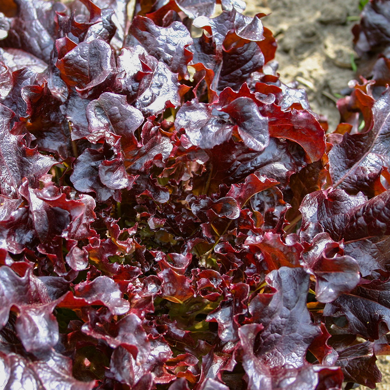 Lactuca sativa - Eikenbladsla - Red salad bowl