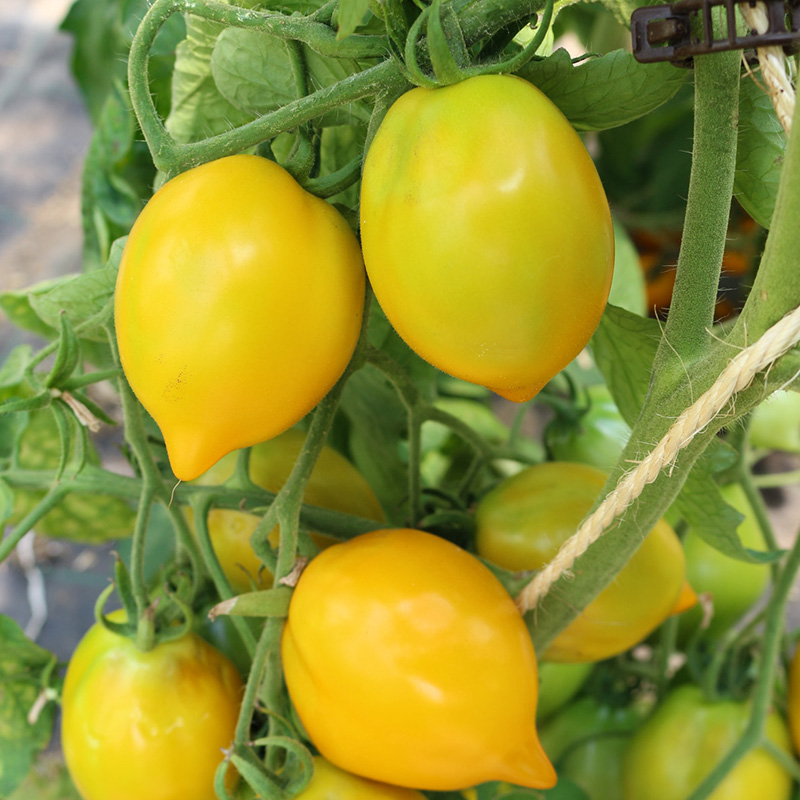 Solanum lycopersicum - Tomaat - Citrina