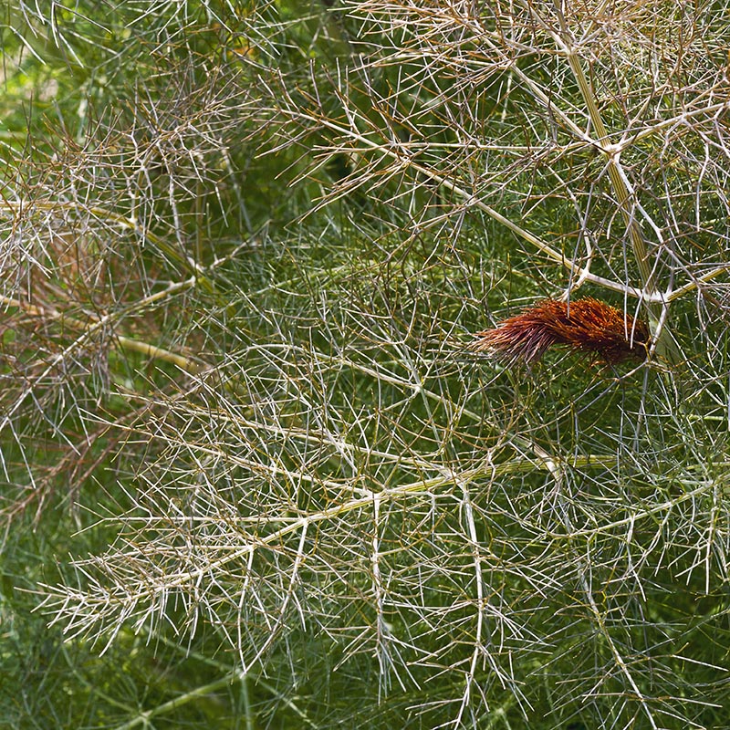 Foeniculum vulgare - Bronsvenkel - Rubrum