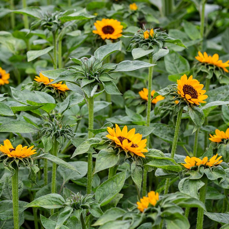 Helianthus Annuus Zonnebloem Sonja Zaden