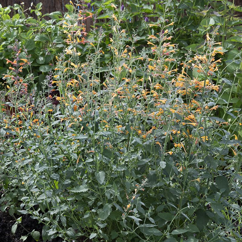 Agastache aurantiaca - Dropplant - Navajo Sunset | 30 zaden | 51612.30