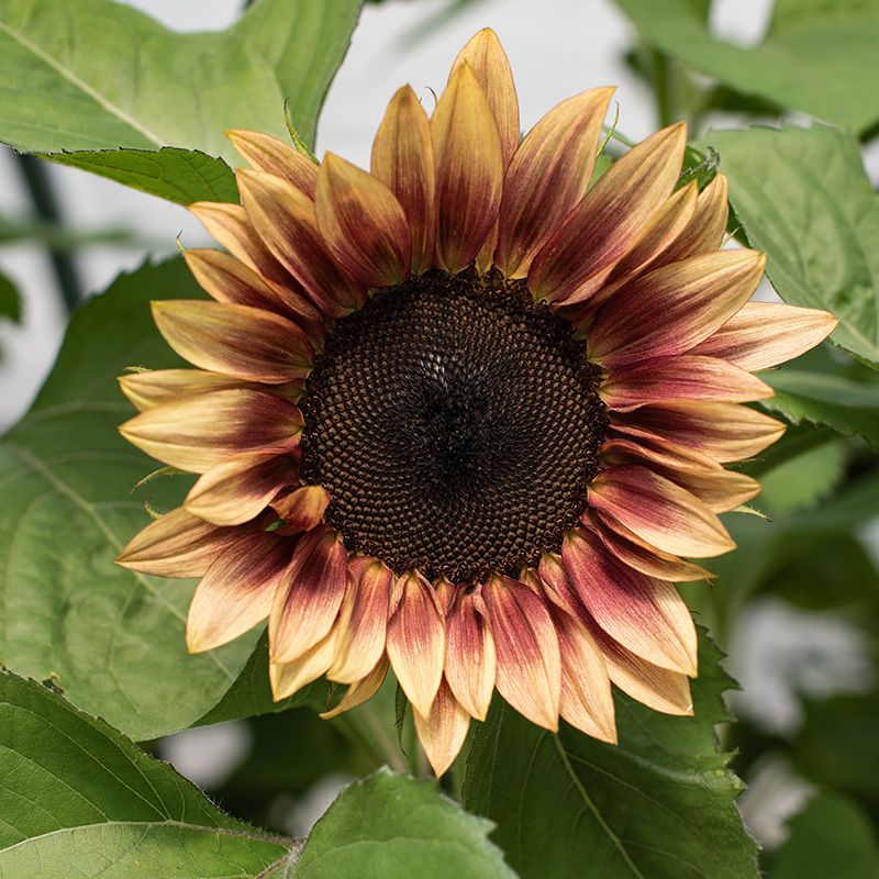 Zonnebloem ProCut Plum F1 Helianthus Annuus Jansen Zaden