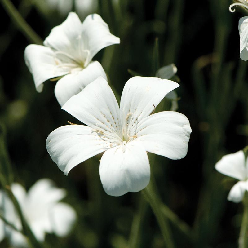 Bloemzaden Voor Een Levendige En Bloeiende Tuin Bestel Nu